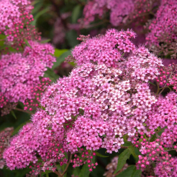 THE SPIRAEA NEON FLASH - Imagen 3