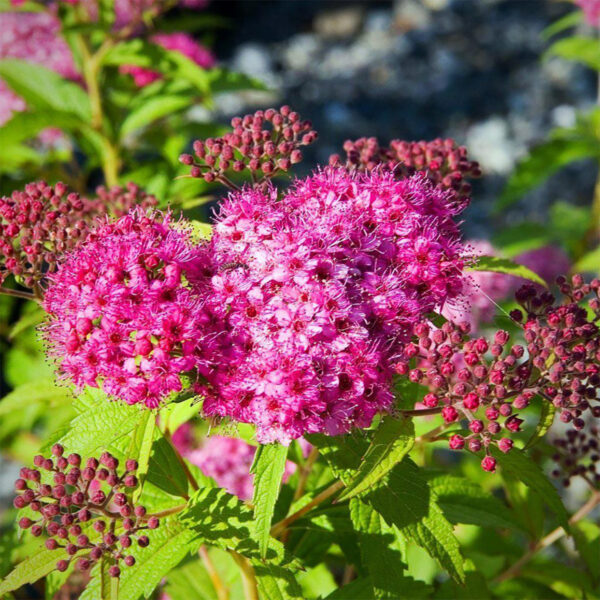 THE SPIRAEA NEON FLASH