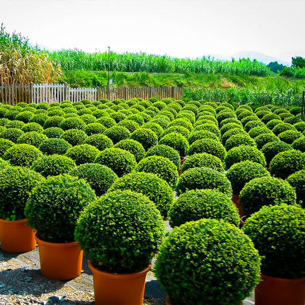 BOXWOOD