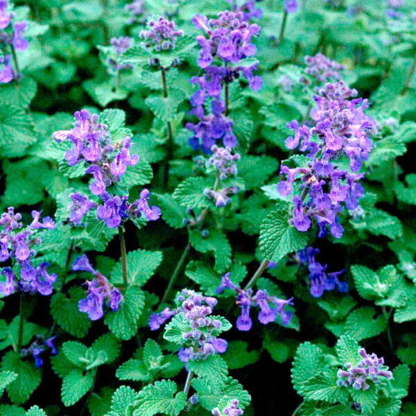 CATMINT NEPETA WALKERS LOW - Image 3