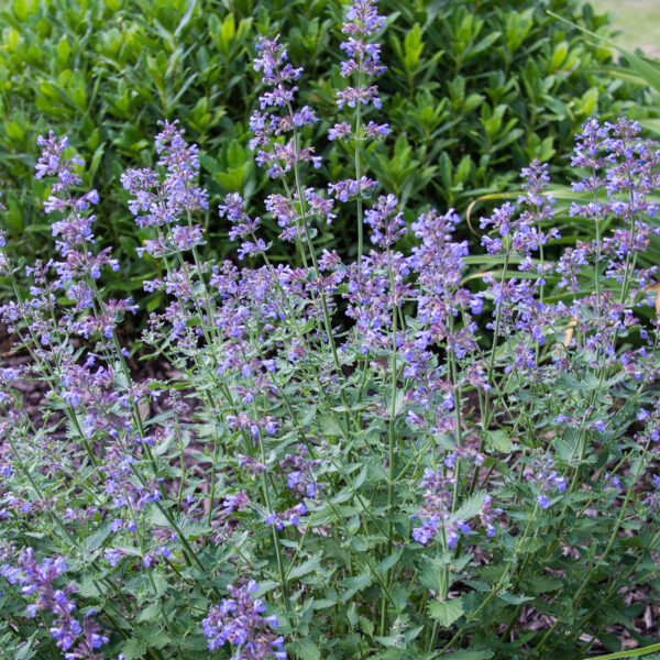 CATMINT NEPETA WALKERS LOW - Image 2