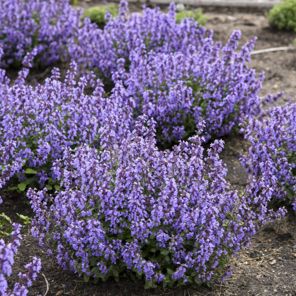 CATMINT NEPETA WALKERS LOW