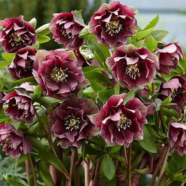 HELLEBORUS BRANDY WINE - Image 3