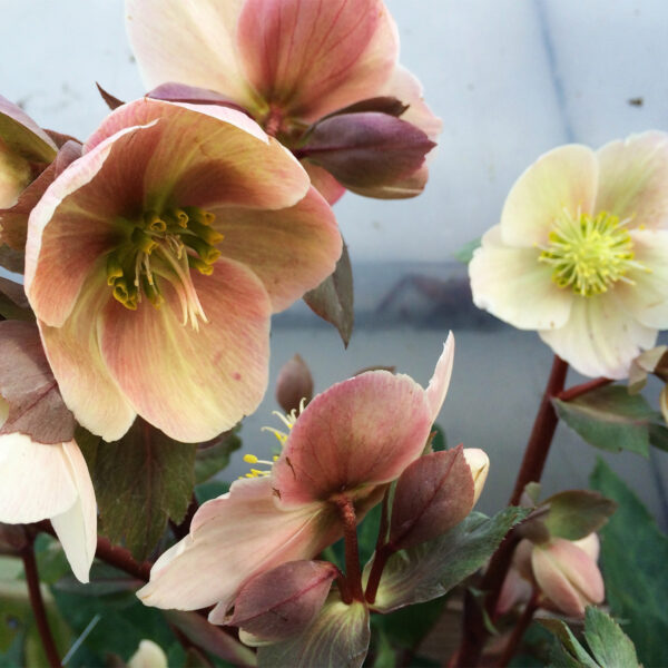 HELLEBORUS BRANDY WINE