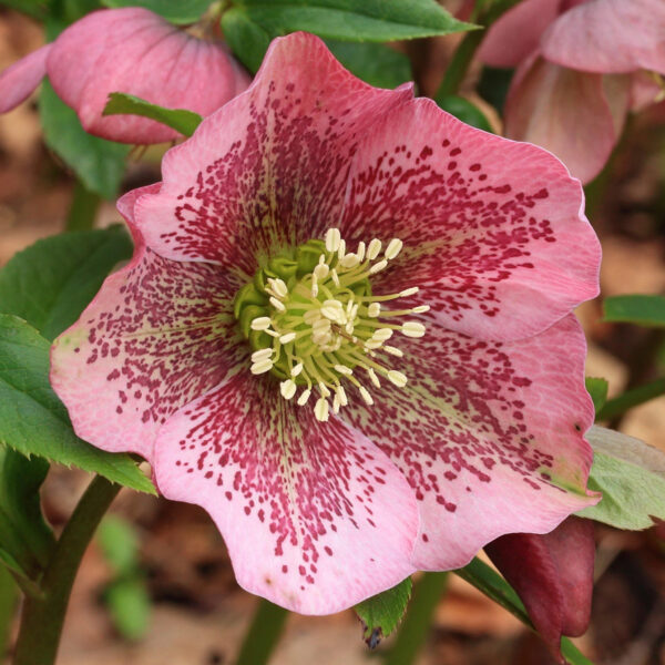 HELLEBORUS BRANDY WINE - Image 2