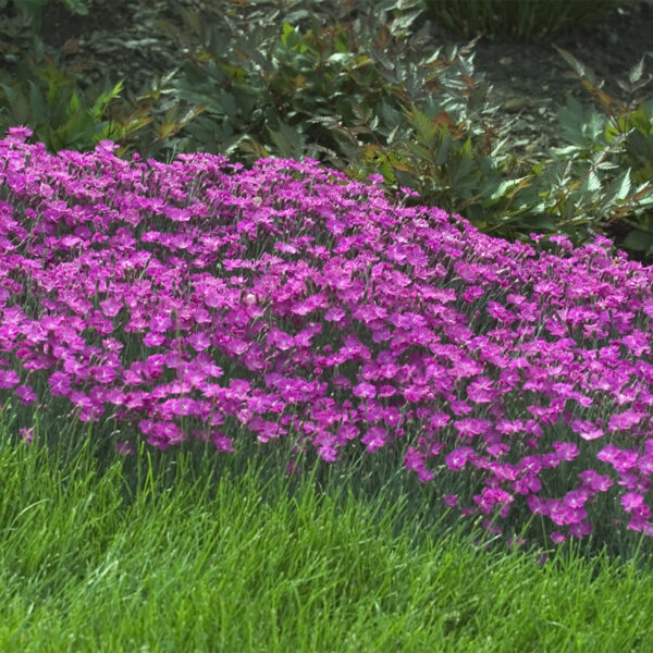 FIREWITCH DIANTHUS