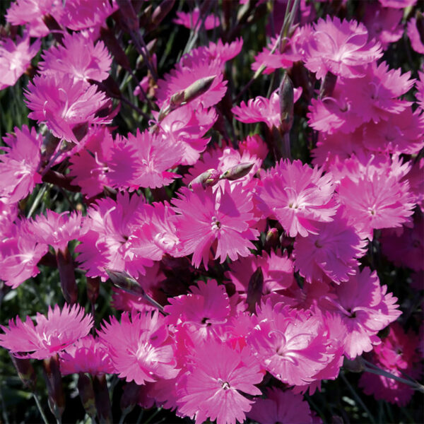 FIREWITCH DIANTHUS - Image 2