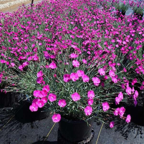 FIREWITCH DIANTHUS - Image 3