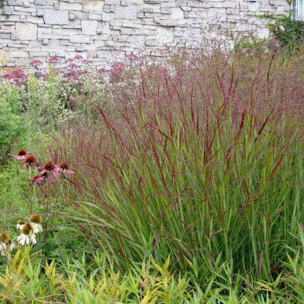 PANICUM VIRGATUM