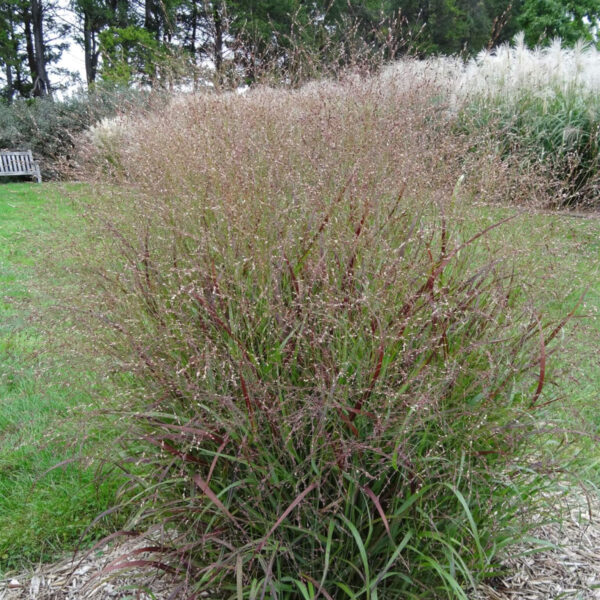 PANICUM VIRGATUM - Image 3