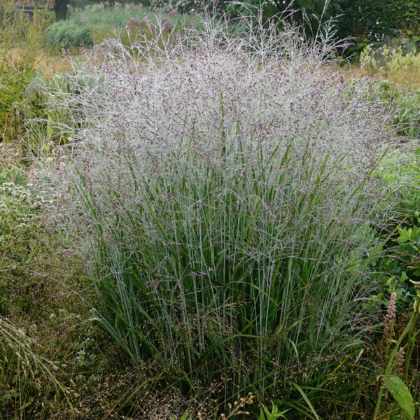 PANICUM VIRGATUM - Image 2