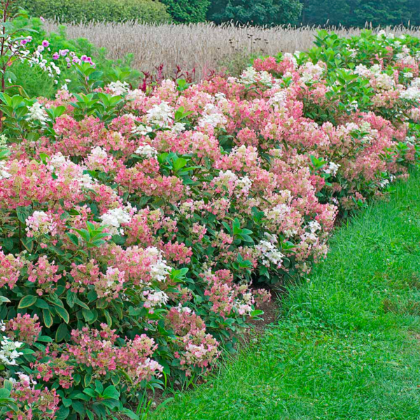 LITTLE QUICK FIRE HYDRANGEA - Image 2